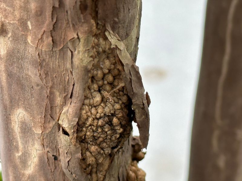 The Common Tree Growth Mistaken For Disease