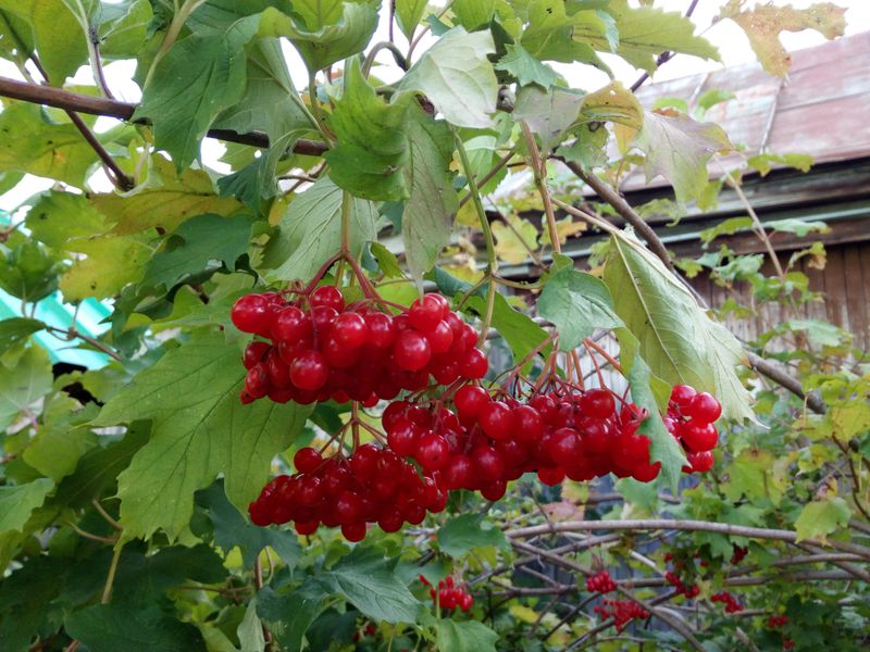 Stunning Berry Displays Last All Winter Long