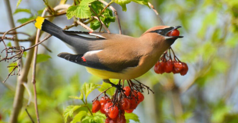 bird (featured image)