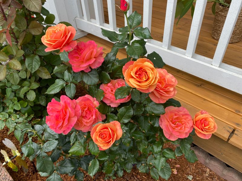 What Early Propagation Means For Summer Blooms