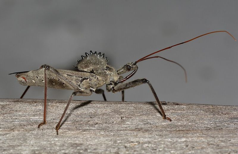 Is This Bug Dangerous To People Or Pets