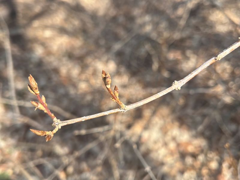 Plants Are Fully Dormant During Cold Months
