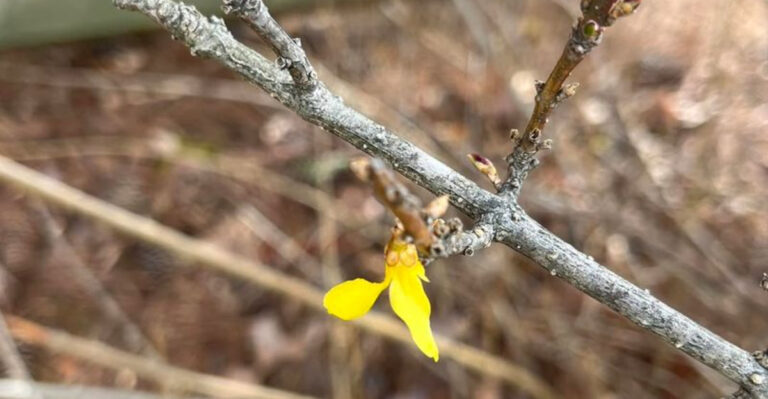 pruning forsythia