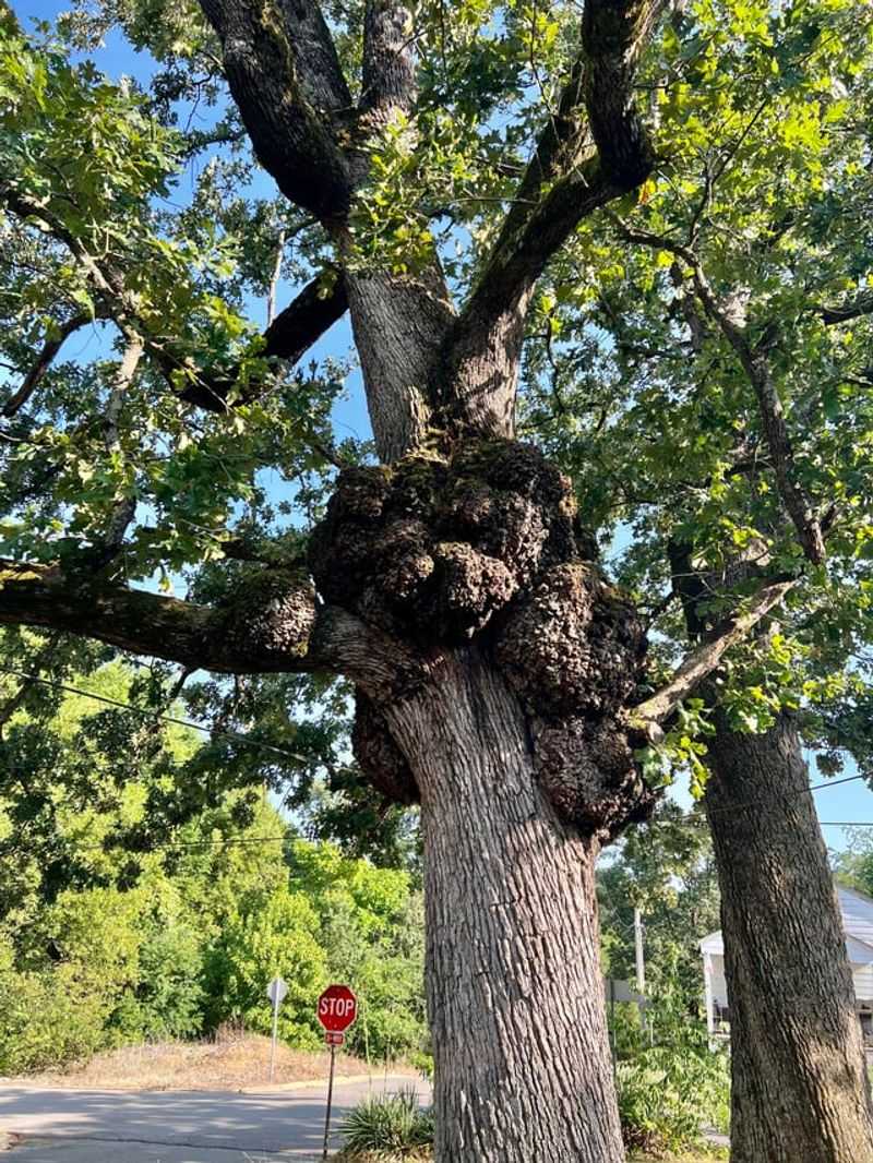 What These Growths Say About A Tree's Past Stress