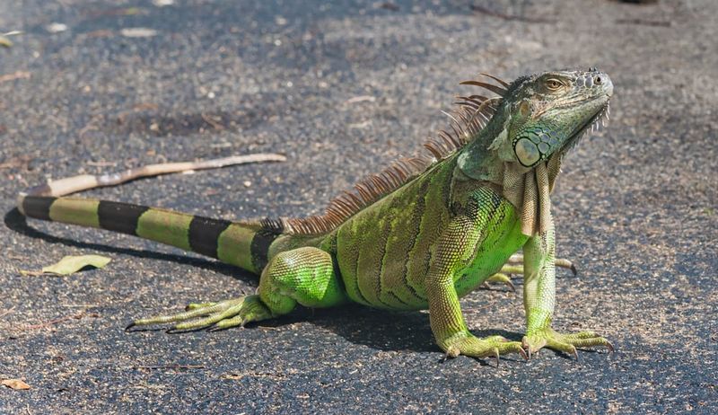 Where Iguanas Are Most Common In Florida Right Now