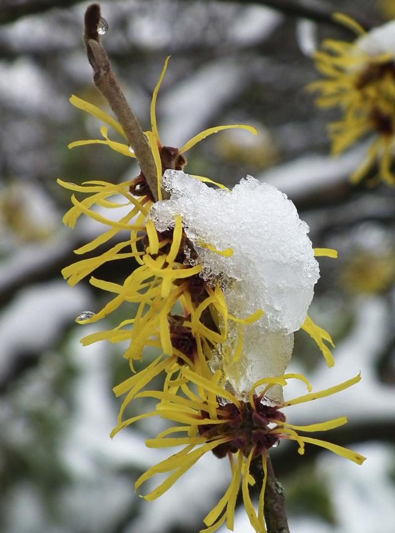 How Homeowners Can Grow Eastern Witch Hazel At Home