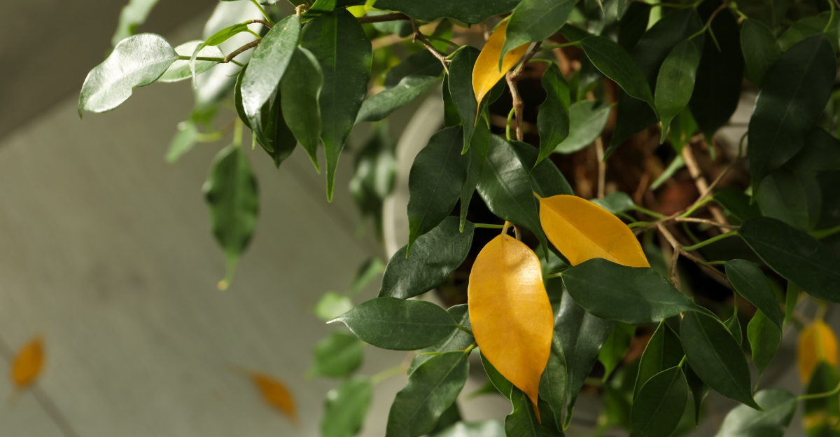 houseplants (featured image)