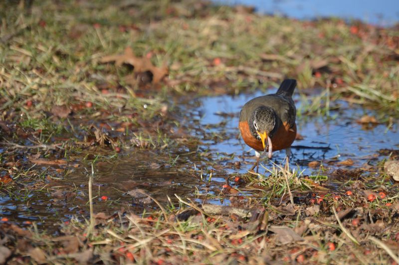 The Real Reason Ohio Robins Return Each Spring