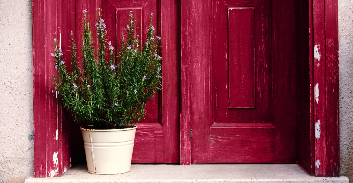 Rosemary (featured image)