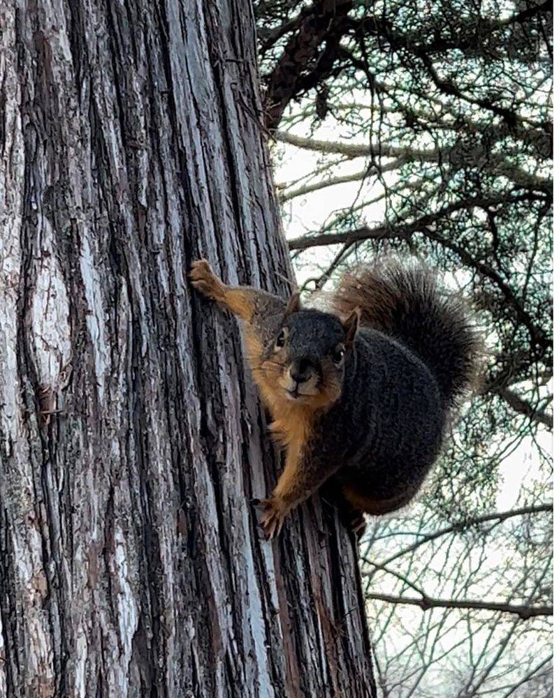 How Dreys Help Squirrels Survive Louisiana Weather