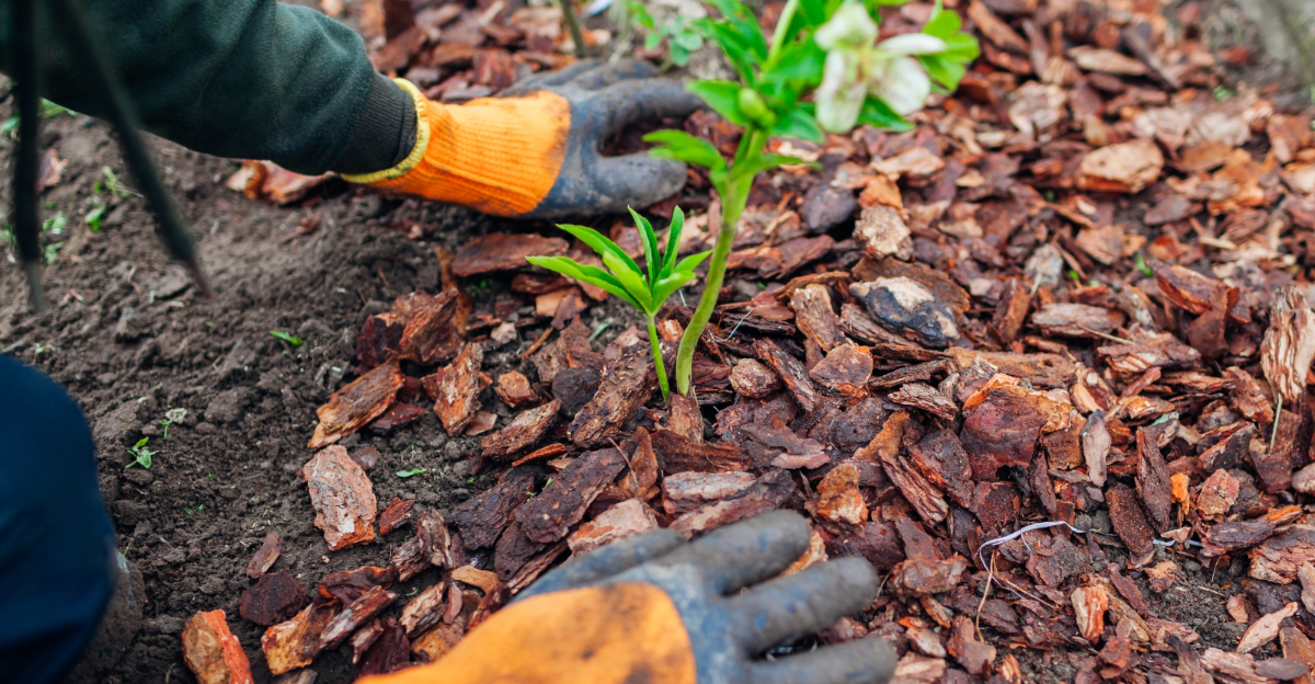 mulching garden (featured image)