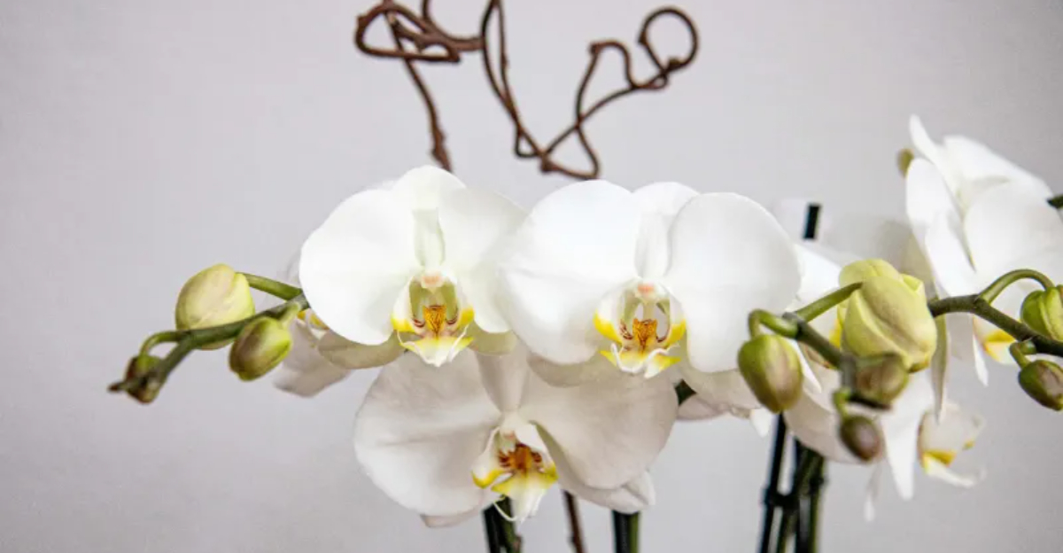 orchids
