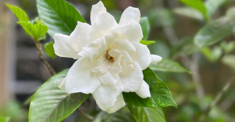 gardenia