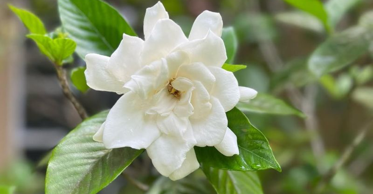 gardenia