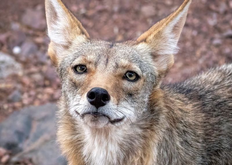 What This Sign Reveals About Why The Coyote Was There