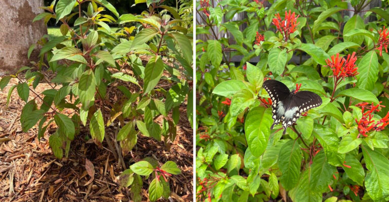 native florida firebush