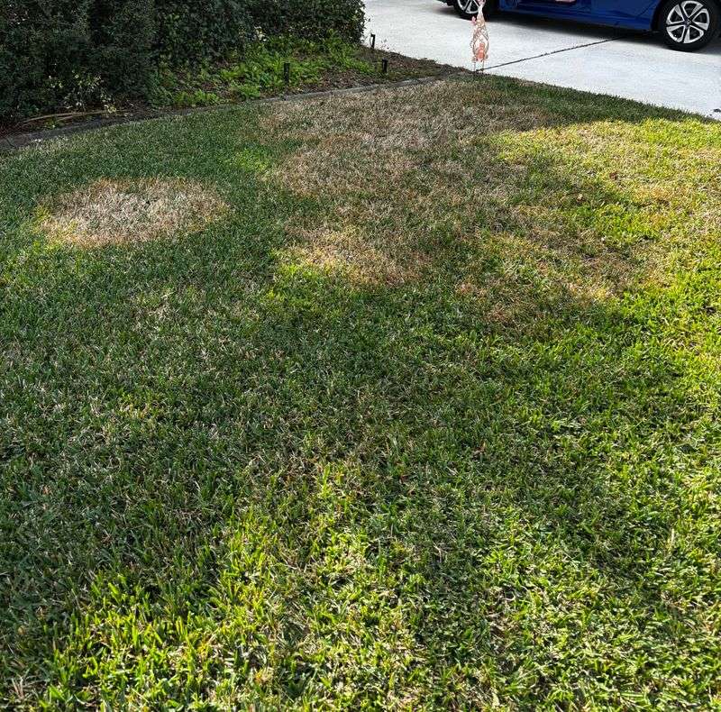 What Brown Grass Really Means In Winter