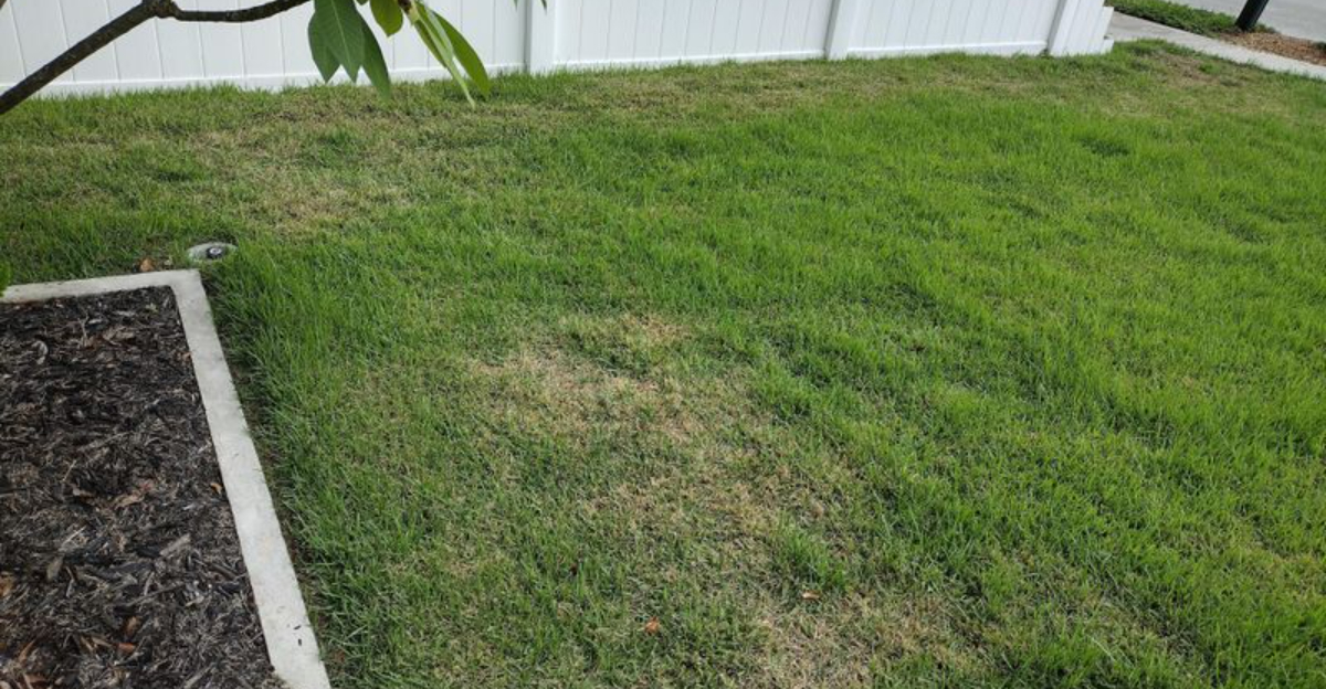 florida zoysia grass