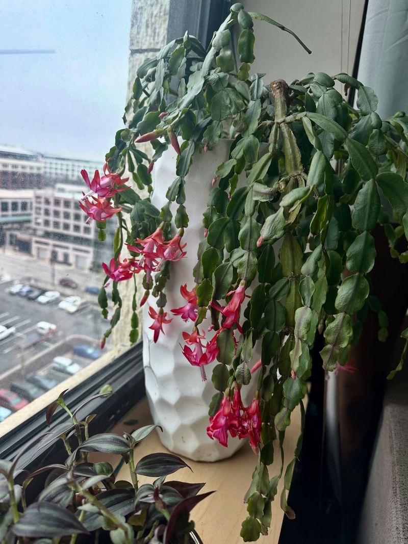 Too Much Water In Cool Weather