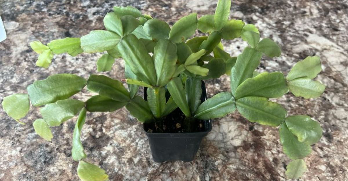 wilting christmas cactus