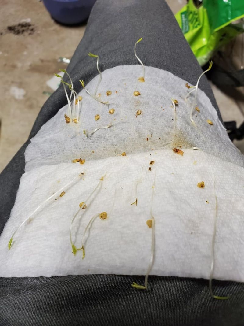 Seeds Germinate Faster In Cool Spring Conditions