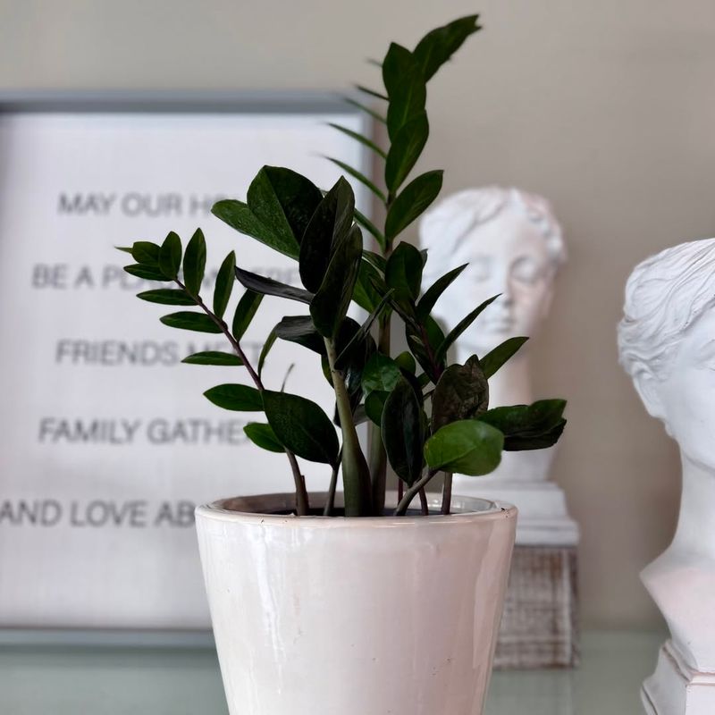 Understanding Light Needs In Cloudy Oregon Winters