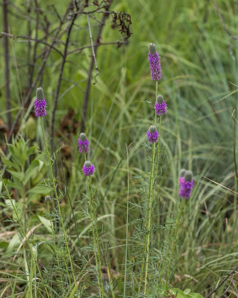 Purple Prairie Clover