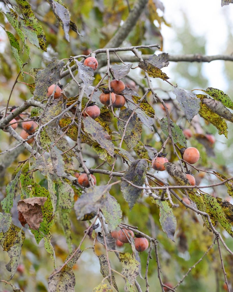 American Persimmon (Diospyros virginiana)