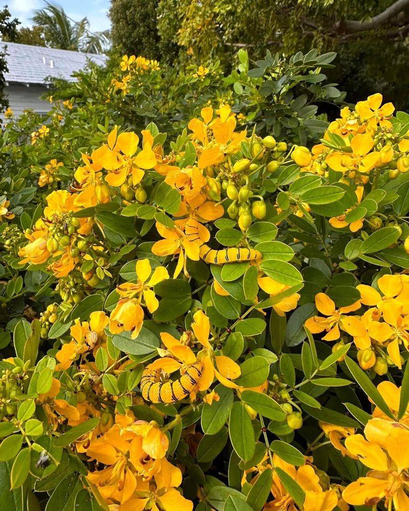 Bahama Cassia Lights Up Landscapes With Gold Flowers