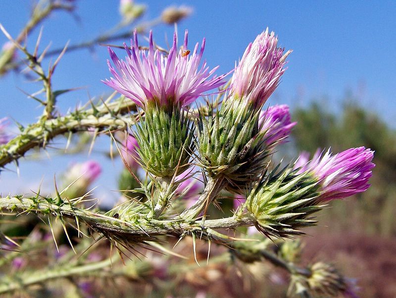 Italian & Slenderflower Thistle (Carduus spp.)