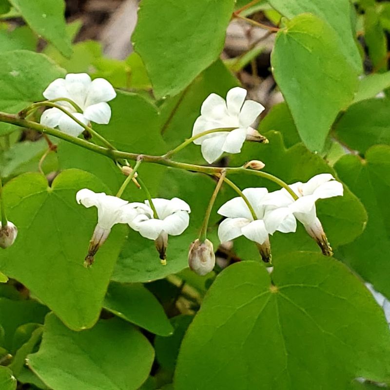 Inside-Out Flower (Vancouveria hexandra)