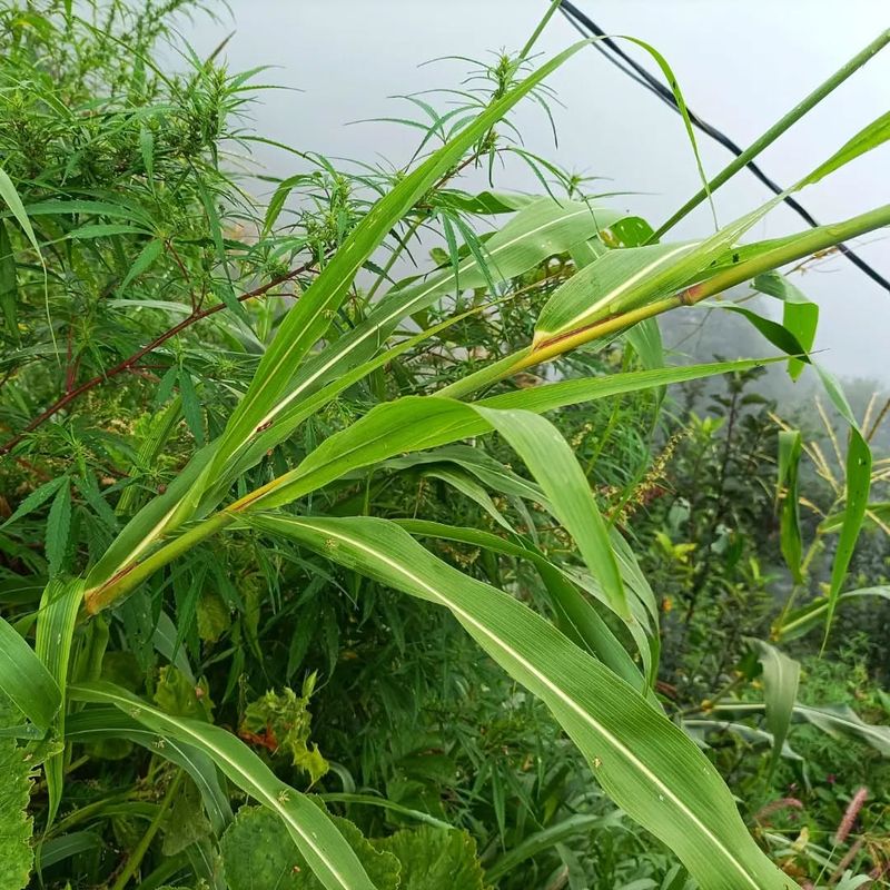 Johnson Grass (Sorghum halepense)