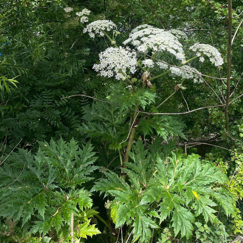 Giant Hogweed