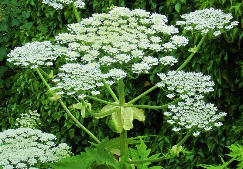 Cow Parsnip