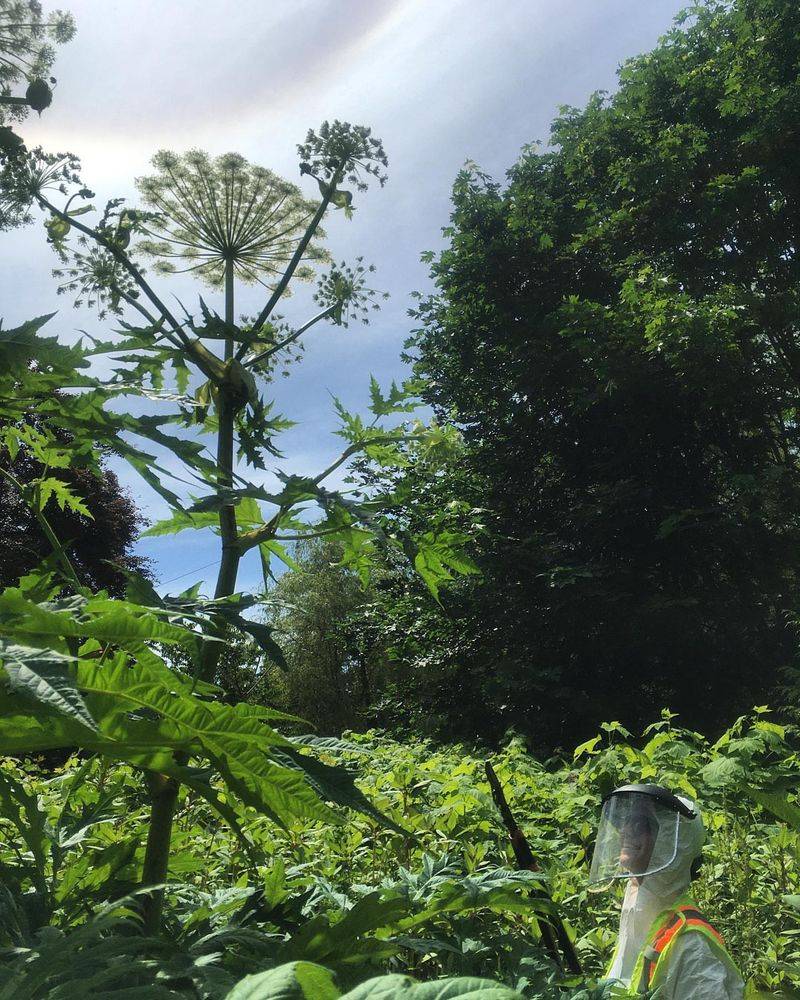 Giant Hogweed (Heracleum Mantegazzianum)