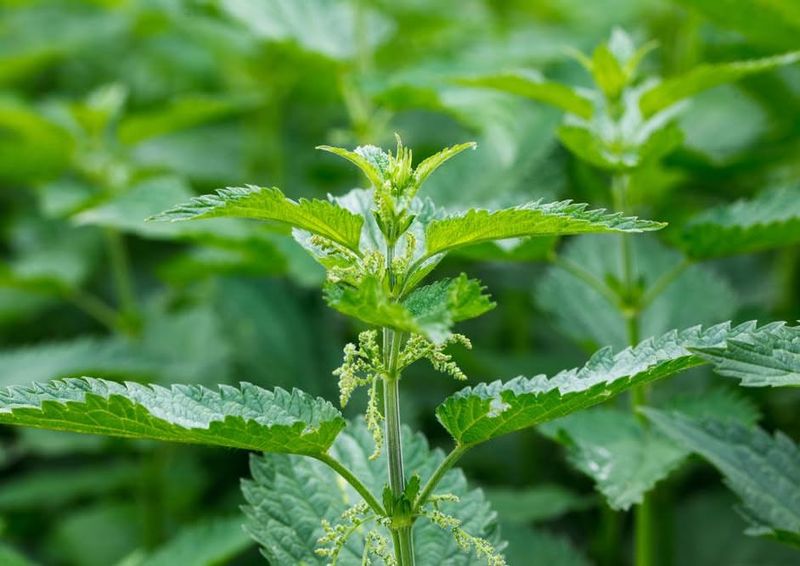 Stinging Nettle