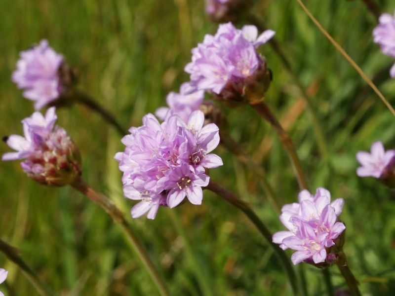 Sea Thrift (Armeria maritima)
