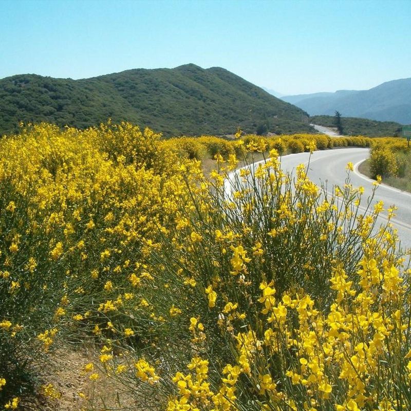 Once Sold As Ornamental, Now Recognized As Problematic