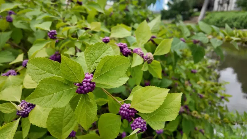 Common Mistakes To Avoid When Growing Beautyberry