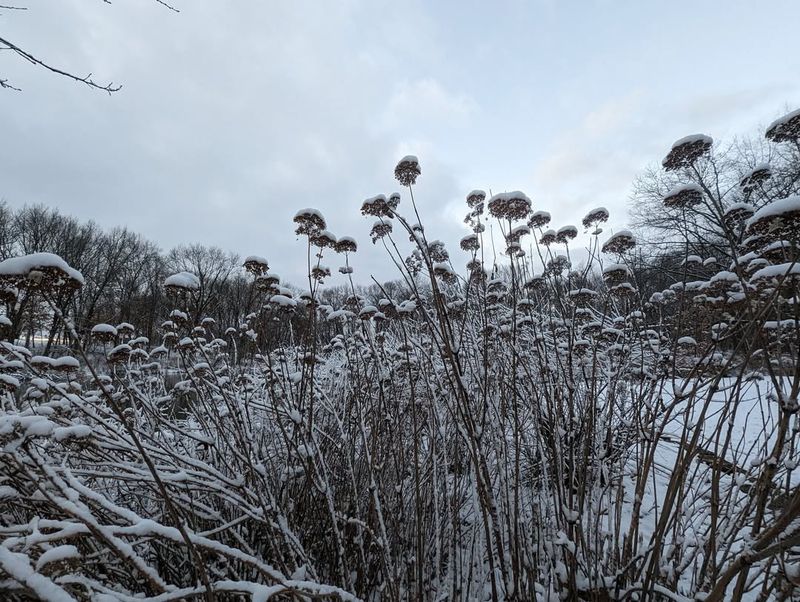 Seed-Bearing Plants Left Standing Through Winter