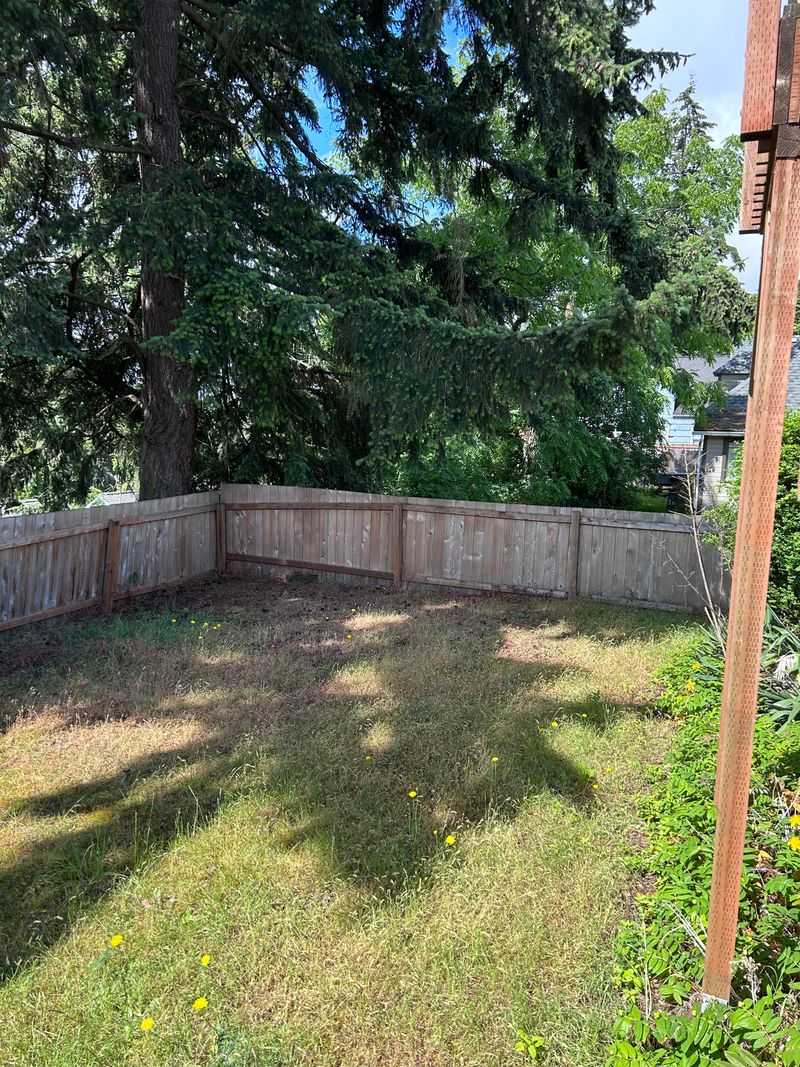 Douglas Firs Cast Enormous Shadows Year-Round