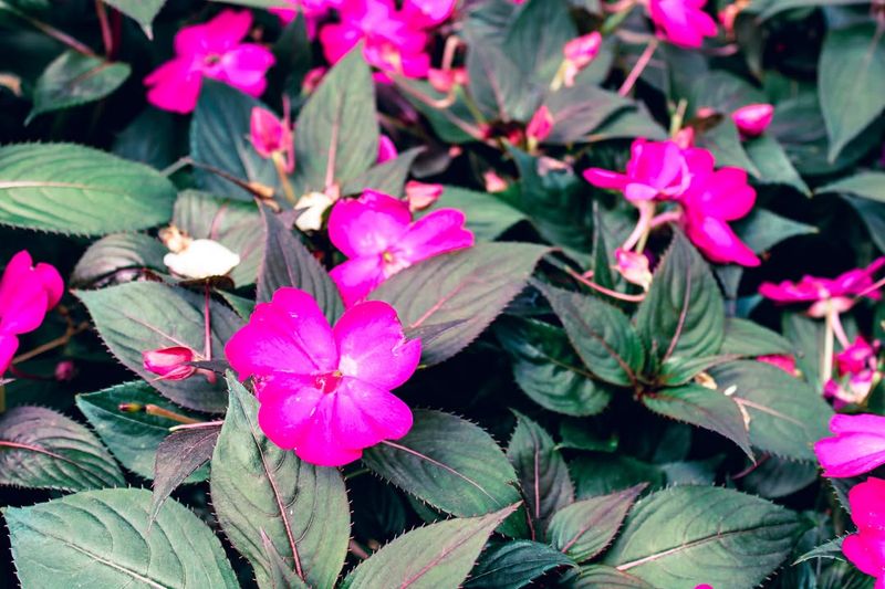 Impatiens