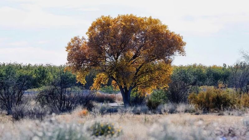 Cottonwood Trees