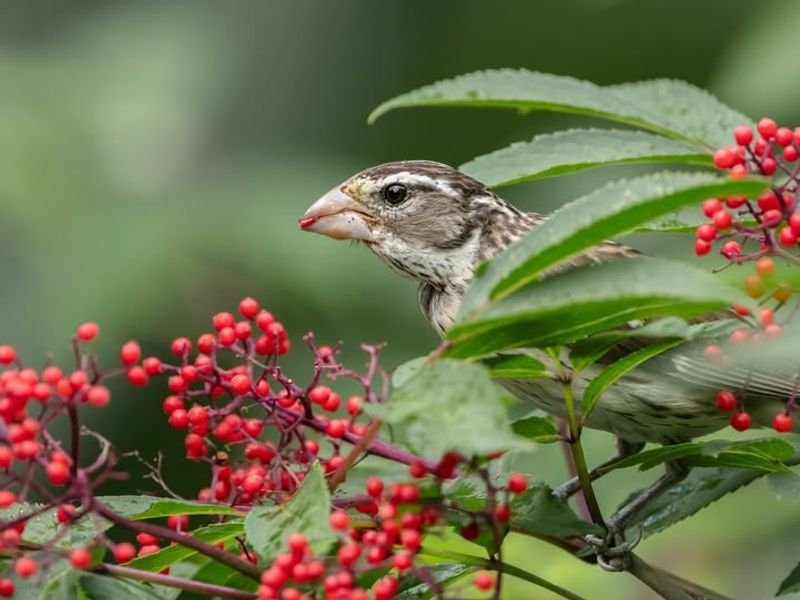 Elderberry (Sambucus spp.)