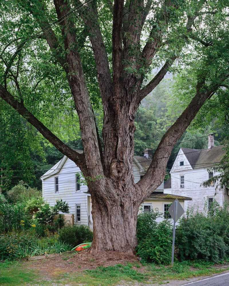 Silver Maple (Acer Saccharinum)
