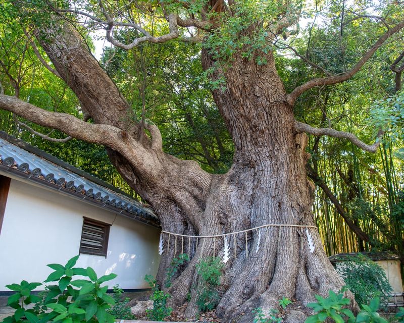 Camphor Trees In Restricted Areas