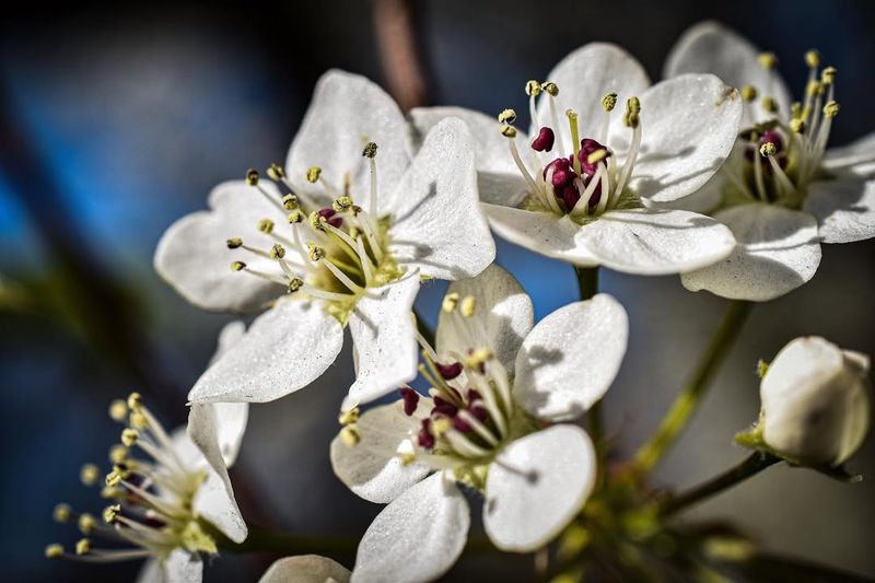 Bradford Pear