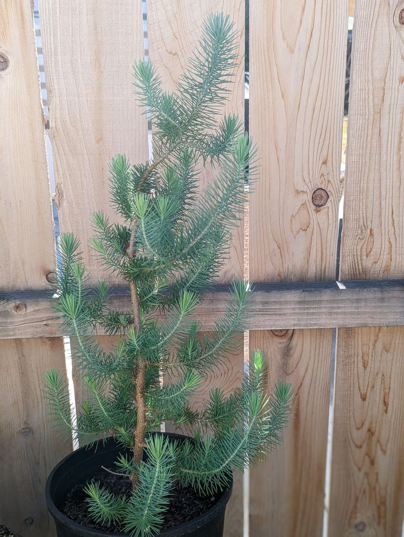 Aleppo Pine