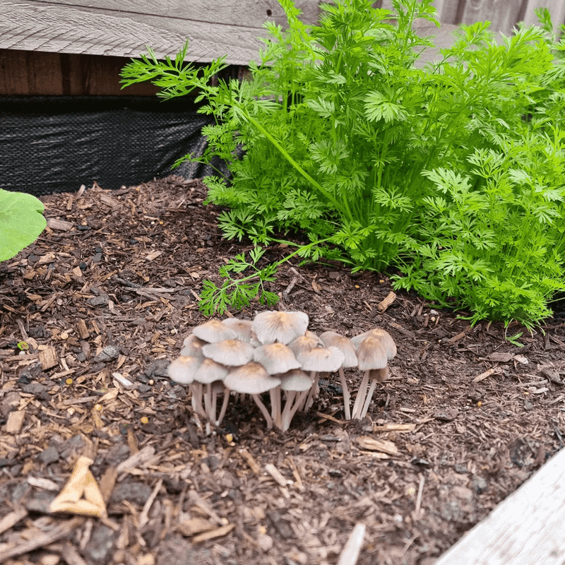 Mushrooms And Fungal Growth Nearby