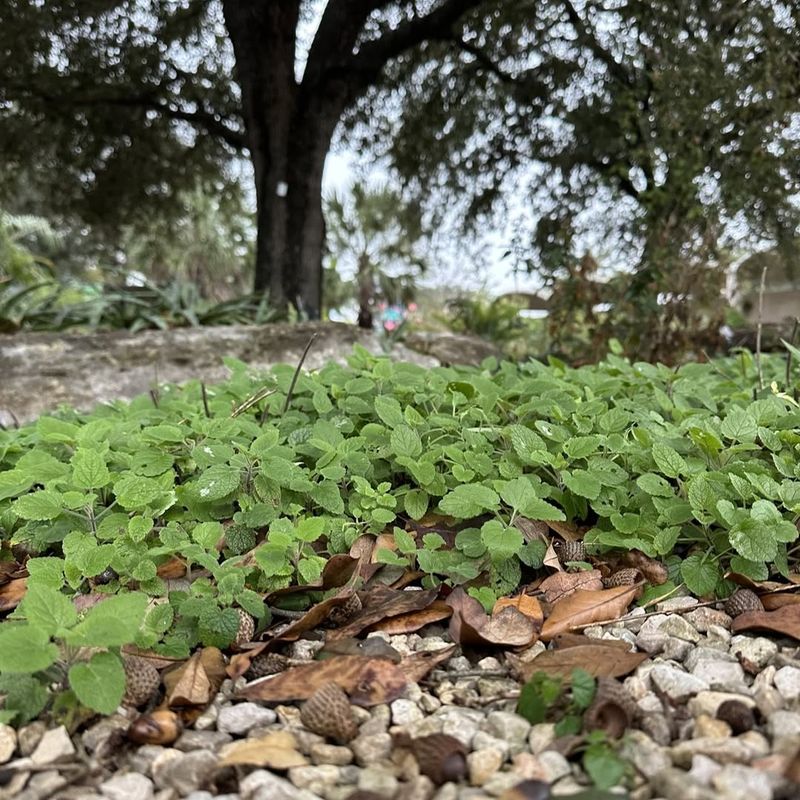 Native Shade-Tolerant Plants Perform Better In Partial Sun
